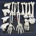 PNT-0100 1:1 Human Disarticulated Skeleton